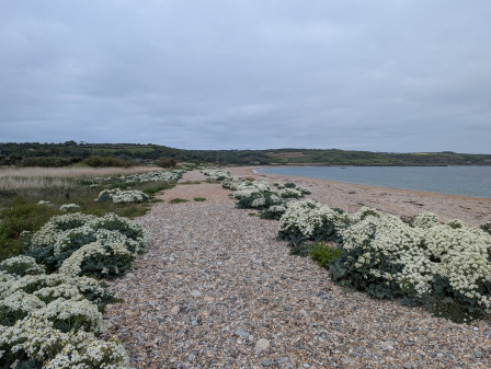 Chemin de galets orné de Crambe maritima., mai 2025