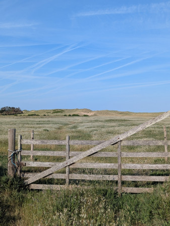 Vue sur les dunes et leurs végétation., juin 2025