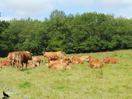 Pré avec des vaches, juin 2024