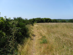 Sentier étroit tracé entre une prairie dorée et une haie de buissons verdoyants, hors le GR34 de la presqu'île de Crozon par temps estival