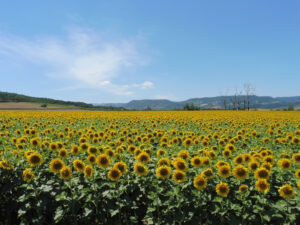 Vaste champ de tournesols en pleine floraison dans la plaine du Lembron en Auvergne, avec des collines boisées et un ciel bleu nuageux en arrière-plan.
