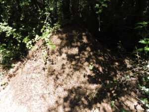 Grande fourmilière conique composée d'aiguilles de pin et de brindilles, adossée à un taillis dense en lisière de forêt, près du sommet du Moncelet en Auvergne.