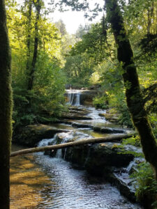 Vue en enfilade d'une succession de petites cascades en gradins sur le Hérisson, encadrée de deux troncs d'arbres moussus en premier plan. L'eau s'écoule sur des dalles de calcaire étagées en pleine forêt jurassienne, baignée d'une lumière matinale filtrée par la canopée. Un tronc abattu traverse le cours d'eau au premier plan.