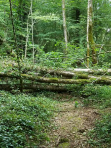 Sentier forestier étroit et peu fréquenté sur le versant ouest du lac de Chambly, dans le Jura. Le chemin caillouteux est barré par plusieurs troncs d'arbres tombés, couverts de mousse, dans une forêt dense et luxuriante aux multiples nuances de vert. Aucun balisage visible.
