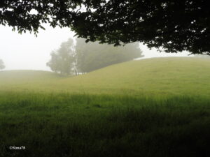 Prairie verdoyante vallonnée sous un épais brouillard matinal, avec des arbres fantomatiques en arrière-plan et des branches feuillues en contre-jour au premier plan, dans le bocage normand du Pays de Caux.