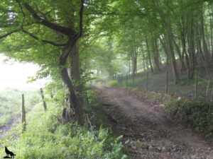 Chemin de randonnée en terre bordé de hêtres aux feuilles vert tendre, s'enfonçant dans la brume matinale entre une clôture de prairie et un talus boisé, dans le bocage normand du Pays de Caux.