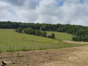 Vue panoramique depuis l'Abbaye de Valasse sur une vallée bocagère normande, avec des prairies en pente douce, un troupeau de bovins à l'ombre des arbres, des clôtures de pâtures et une lisière forestière en arrière-plan sous un ciel nuageux.