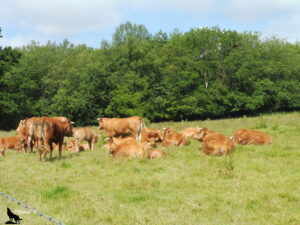Troupeau de vaches et veaux de race Limousine, certains couchés dans l'herbe, d'autres debout, dans une prairie bocagère bordée d'arbres feuillus en Pays de Caux, Normandie.