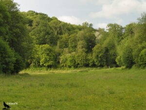 Prairie parsemée de boutons d'or encadrée par une lisière boisée dense et variée sur un coteau, sous un ciel partiellement nuageux, en Pays de Caux, Normandie.