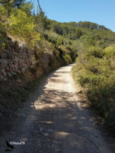 Chemin de terre et de gravier encaissé, bordé à gauche d'un ancien muret de pierre sèche et à droite d'une végétation dense de garrigue et de pins, montant en courbe douce vers une pinède sous ciel bleu