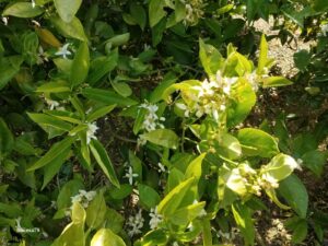 Gros plan sur des branches d'orangers couvertes de petites fleurs blanches étoilées, les fleurs d'azahar, parmi un feuillage vert dense et brillant sous la lumière du soleil