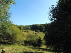Pente boisée et prairie verdoyante encadrées d'arbres feuillus sous un ciel bleu limpide, au début du GR441 en Auvergne.