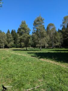 Clairière herbeuse parsemée de bouleaux et bordée de conifères sous un ciel bleu vif, avec un léger tracé de sentier dans l'herbe.