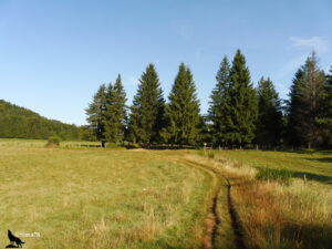 Chemin herbeux en courbe traversant une prairie dorée en direction d'un groupe d'épicéas, avec un poteau de balisage jaune du GR441 visible au fond.