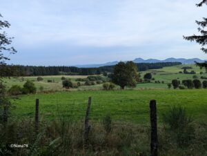 Paysage bocager auvergnate au petit matin, avec prairies verdoyantes, clôture en fil barbelé au premier plan et silhouettes bleutées de la Chaîne des Puys à l'horizon sous un ciel nuageux.