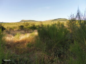 Lande d'altitude baignée de lumière dorée matinale, avec herbes sèches et genêts au premier plan, un buron isolé dans les pâturages et un cône volcanique en arrière-plan sous un ciel clair.