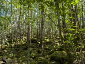 Sous-bois de bouleaux et hêtres aux troncs élancés, sol entièrement recouvert de blocs de lave basaltique tapissés d'une épaisse mousse vert vif, traversé de rais de lumière solaire.
