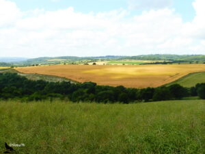 Vue panoramique sur un paysage agricole ouvert en Suisse Normande, avec au premier plan une prairie verdoyante, un vaste champ de céréales dorées au centre, et des collines boisées s'étageant jusqu'à l'horizon sous un ciel partiellement nuageux.