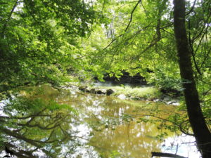 Rivière calme aux reflets dorés, encadrée d'une végétation dense et lumineuse, avec des branches de hêtres et de saules surplombant l'eau et se reflétant à sa surface, en Suisse Normande, Normandie.