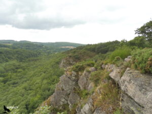 Arête de grès armoricain couverte de genêts et de bruyères, longeant le bord d'une vallée encaissée entièrement boisée, avec des collines bocagères s'étageant à l'horizon sous un ciel couvert, en Suisse Normande, Normandie.