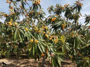 Néfliers du Japon aux branches ployant sous le poids de grappes de nèfles jaune-orangé bien mûres, aux grandes feuilles vert foncé, dans un verger valencien sous ciel bleu
