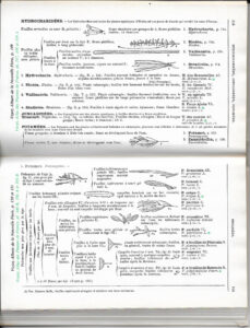 Double page intérieure de la Nouvelle Flore de Bonnier et de Layens, présentant les clés de détermination dichotomiques illustrées des familles de plantes aquatiques : Hydrocharidées, Joncaginées et Potamées, avec figures botaniques au trait.