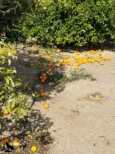 Dizaines d'oranges mûres tombées au sol entre les rangées d'un verger valencien en fleurs, sur un chemin de terre parsemé d'ombre et de lumière