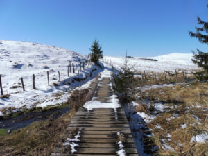 Caillebotis en bois traversant une zone humide enneigée sur les hauteurs du Cézallier, bordé de clôtures et de jeunes épicéas, sous un ciel bleu dégagé.