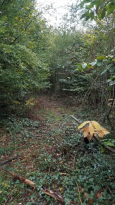Passage forestier étroi, encadré par une végétation dense et touffue dans un sous-bois des Yvelines en automne