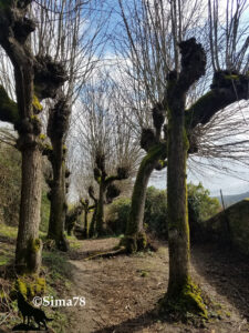 Sentier étroit serpentant entre de vieux arbres têtards aux troncs couverts de mousse verte et aux branches dénudées en hiver, dans une ruelle arborée de Chevreuse. Photo ©Sima78.