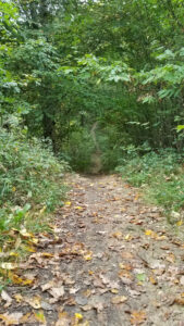 Sentier de terre jonché de feuilles mortes jaunes et brunes s'enfonçant dans une forêt dense et verdoyante des Yvelines en automne