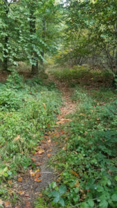 Sentier forestier étroit et envahi par les herbes et les ronces, parsemé de feuilles mortes orangées, dans un sous-bois des Yvelines en début d'automne