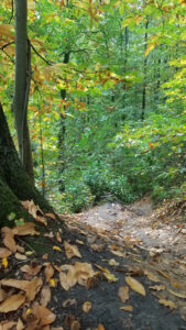 Chemin de terre humide bordé de feuilles mortes dorées au pied d'un grand hêtre moussu, dans une forêt des Yvelines au début des couleurs automnales