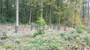Clairière issue d'une coupe forestière dans les Yvelines, avec des jeunes arbres replantés protégés par des manchons tuteurs de l'ONF, en lisière d'un massif de feuillus en automne