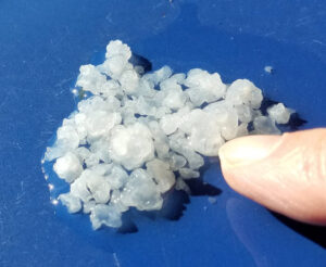 Gros plan de grains de kéfir d'eau translucides et gélatineux, posés sur une surface bleue, avec un doigt pour donner l'échelle.