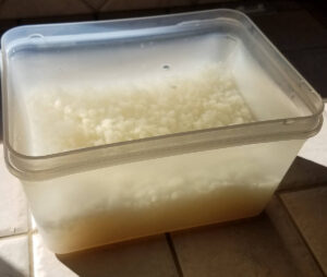 Boîte plastique transparente contenant des grains de kéfir d'eau dans une eau légèrement sucrée, posée sur un carrelage.