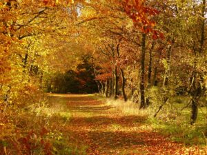 Sentier de randonnée en forêt en automne, tapissé de feuilles mortes rouge et or, bordé d'arbres aux feuillages jaunes, oranges et roux sous une lumière dorée rasante, sans présence humaine.