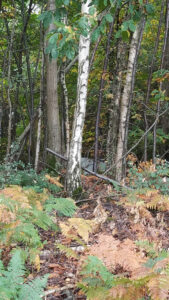 Sous-bois de bouleaux, chataigniers et fougères dans une forêt des Yvelines, avec le toit d'une tente de fortune à peine visible entre les troncs, abritant un sans-domicile