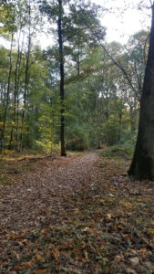 Allée forestière large et dégagée tapissée de feuilles mortes brunes et dorées, bordée de grands feuillus aux troncs élancés dans une forêt des Yvelines en automne
