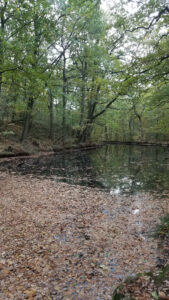 Petit lac enclavé dans un sous-bois de chênes des Yvelines en automne, avec un tapis de feuilles mortes beiges au premier plan et le reflet des arbres sur une eau sombre et calme
