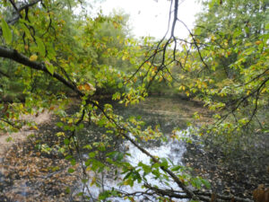 Vue en contre-plongée à travers des branches de châtaignier aux feuilles jaune-vert sur un petit lac forestier des Yvelines parsemé de feuilles tombées, sous un ciel diffus
