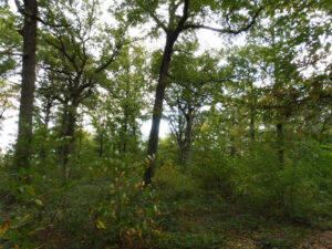 Sous-bois dense de grands chênes aux troncs moussus et d'arbustes verdoyants dans la forêt des Yvelines, sur l'emplacement d'une vaste mare naturelle aujourd'hui asséchée et comblée par la végétation
