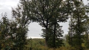 Vue dégagée sur une vallée boisée des Yvelines, encadrée par un grand chêne majestueux et des châtaigniers, sous un ciel nuageux d'automne