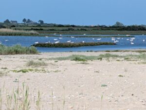 Zone humide côtière avec un plan d'eau peu profond séparé de la plage de sable par une bande de végétation, sur lequel repose une colonie de plusieurs dizaines de cygnes blancs, avec des roselières, des prés et des habitations en arrière-plan, sous un ciel bleu.