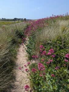 Sentier sableux étroit serpentant entre des touffes d'oyats et des valérianes rouges en pleine floraison, avec des maisons et des arbres visibles à l'arrière-plan, sous un ciel bleu légèrement voilé.