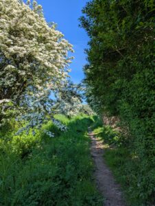 Sentier de terre étroit encadré de végétation dense, avec des aubépines en fleurs blanches à gauche et une haie verte à droite, sous un ciel bleu vif, près du hameau du Fouly dans le Cotentin.