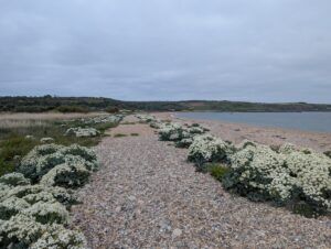 Chemin de galets longeant une plage en baie, bordé de touffes volumineuses de chou marin (Crambe maritima) en pleine floraison blanche, avec des roselières à gauche, une baie calme et des collines bocagères en arrière-plan, sous un ciel gris et couvert.