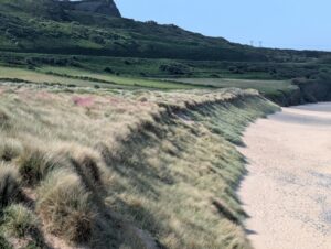 Flanc d'une dune côtière couvert d'oyats couchés par le vent, avec quelques touffes d'arméries roses, bordant une plage de sable clair à droite, avec en arrière-plan des terrasses de végétation verte et une falaise, sous un ciel bleu clair.