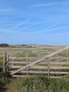Vieille barrière en bois grisé à cinq barreaux, ligaturée à ses poteaux, s'ouvrant sur une vaste prairie dunaire couverte de fleurs blanches et de graminées, avec un massif dunaire couvert d'oyats à l'horizon, sous un ciel bleu strié de traînées de condensation.