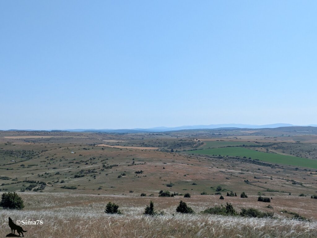 Vue panoramique sur le causse du Larzac, vaste plateau calcaire semi-aride aux teintes ocre et beige parsemé de genévriers et de parcelles agricoles vertes, avec des reliefs bleutés à l'horizon, sous un ciel bleu pâle et légèrement voilé par la chaleur estivale.